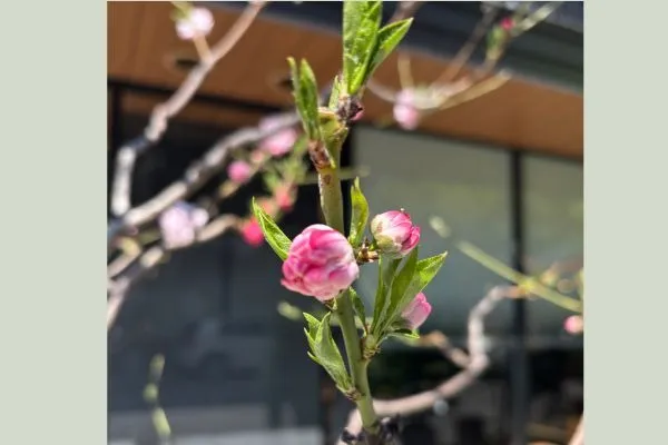 源平の桜から南国の香りへ馳せる思い